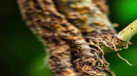 Pourriture des racines des plants de cannabis 2