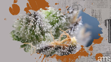 trichomes