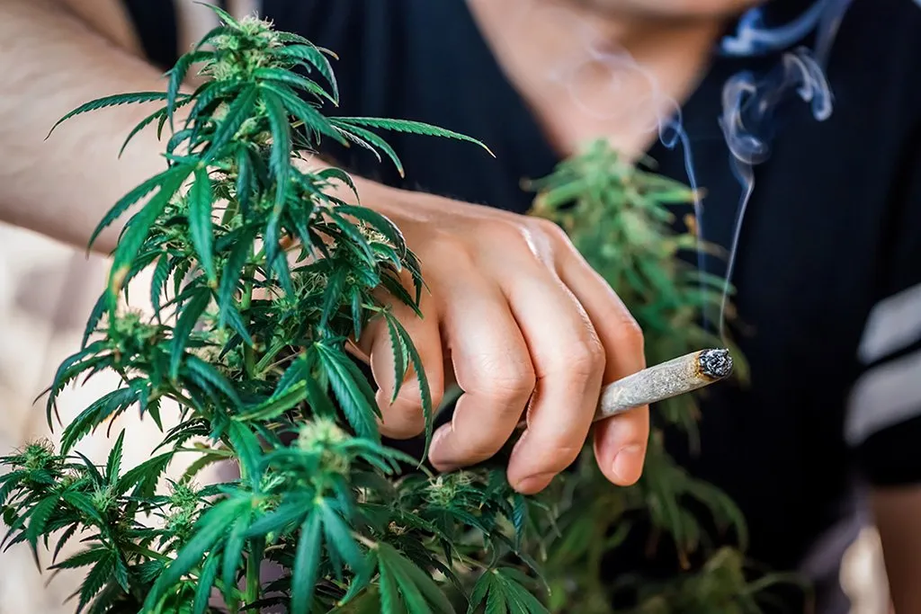 cannabis plants Latin America