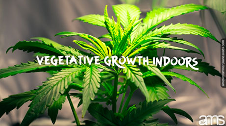Cannabisplanta i vegetativt stadium inomhus