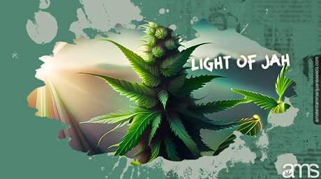 Light of Jah Jack Herer Weed Strain Light of Jah Jack Herer Cannabis Strain