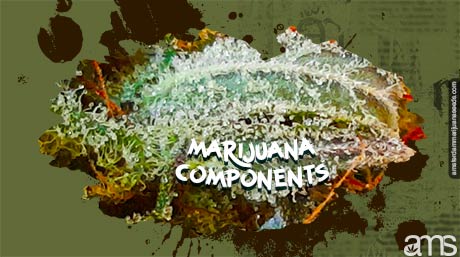 a macro on a cannabis flower
