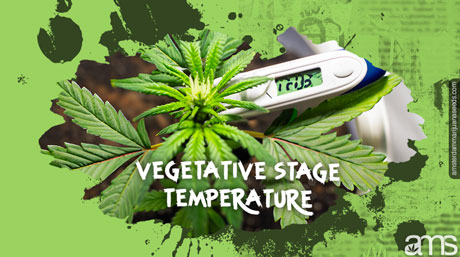 Eine Marihuanapflanze im vegetativen Stadium und ein Thermometer