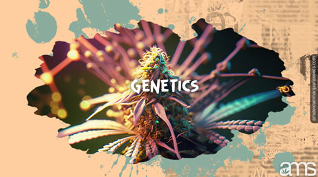 cannabis genetics rich in trichomes