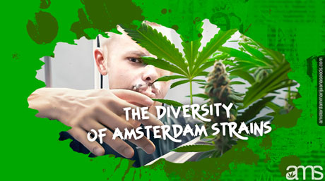 Mångfalden av Amsterdam-stammar