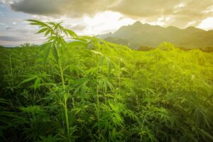 marijuana landrace strains