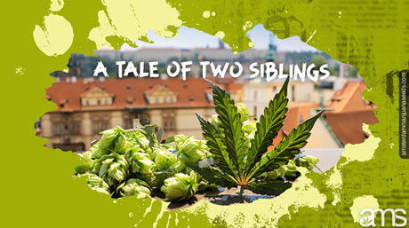 humle och ett cannabisblad i Tjeckien
