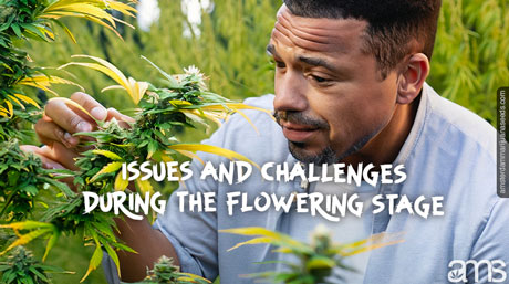 plante de marijuana en fleurs