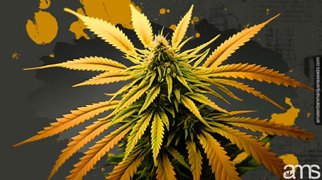 what does an overheated cannabis plant look like