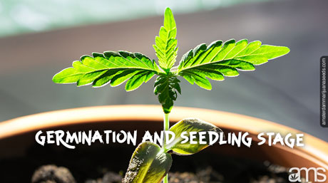 autoflower plant in the first stage