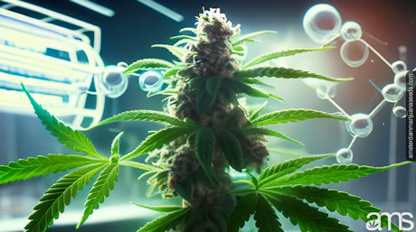 cannabisväxt med CO2-molekyler