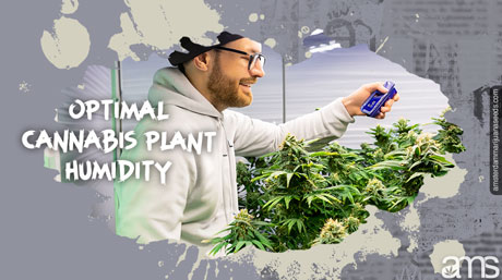 mide la humedad del cuarto de cultivo