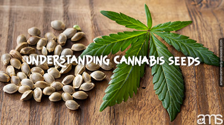 cannabis seeds AMS