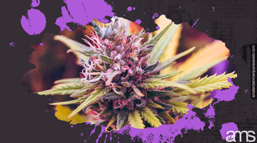 lila cannabisknopp lila marijuanaknopp