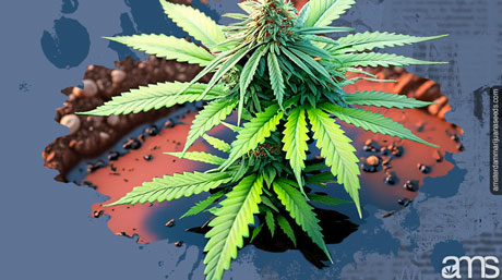 une plante de cannabis dans un sol mal drainé