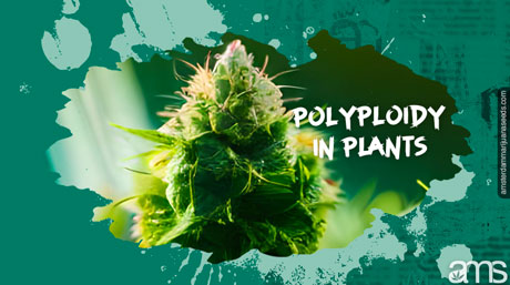 marijuana plant flower