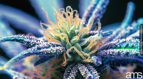 Makro auf den Trichomen einer Cannabisblüte