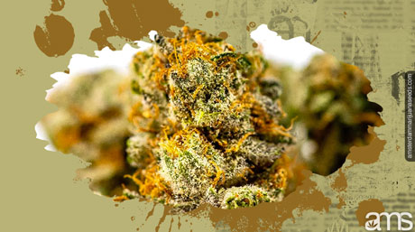 marijuana plant bud anatomy marijuana bud