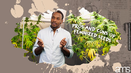 pros and cons feminized seeds