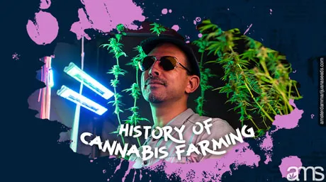 02 geschiedenis van de cannabisteelt post img 1