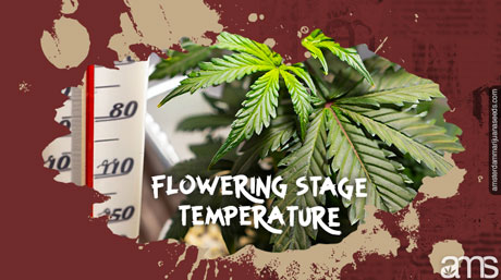 Eine Marihuanapflanze in der Blütephase und ein Thermometer