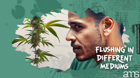 spola cannabisplantor i olika medier