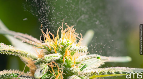 various methods of pollination weed plant covered in pollen