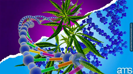 cannabis och polyploidi