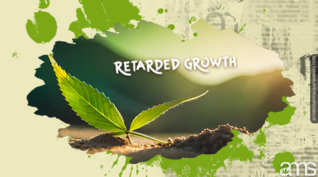 Cannabisväxten fördröjde tillväxten