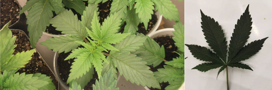 Gros plan d'une plante de Cannabis Indica montrant une structure courte et touffue avec de larges feuilles vert foncé et une formation de bourgeons denses