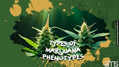 marijuana phenotypes Sativa and Indica