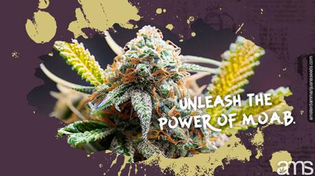 MOAB Mother of All Buds Unleash the Power of MOAB