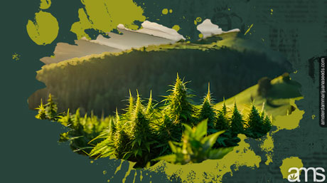 Collines verdoyantes tchèques avec plants de marijuana