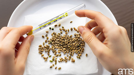 temperature cannabis seeds germination