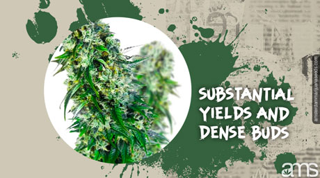 dessus de Big Bud marijuana en fleurs pleine de résine