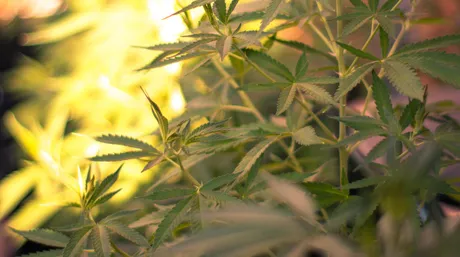Plane cannabis leaves
