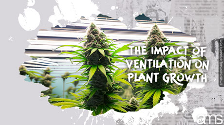 ventilatie plantengroei Marijuana planten