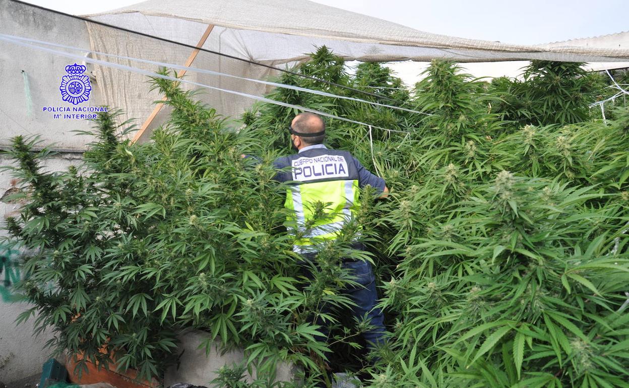 réglementation du cannabis