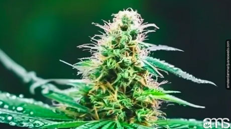 Cultiver du cannabis dans un climat humide et tempéré