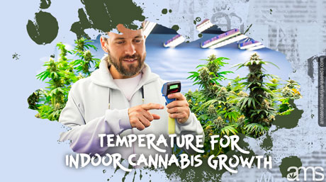 Der Züchter misst die Temperatur seines Cannabis-Anbauraums