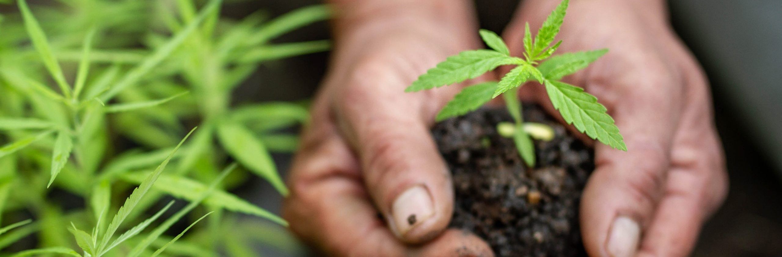 Cannabis zaailing in handen