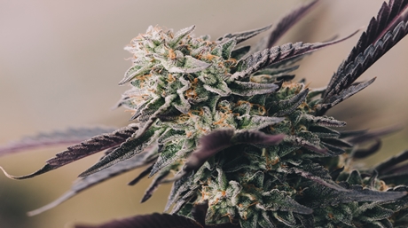 Marijuana violette