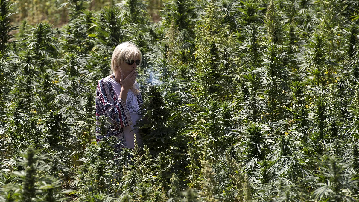 Marokkanisches Marihuana Beldia