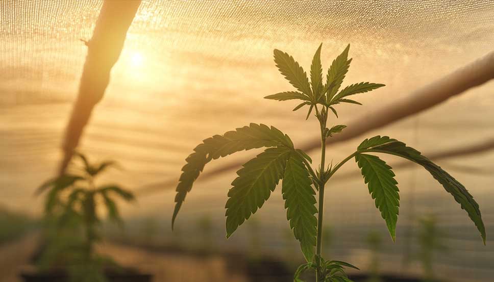 Cannabisanbau unter dem besten Schattentuch für Cannabis in einer kontrollierten Outdoor-Anlage