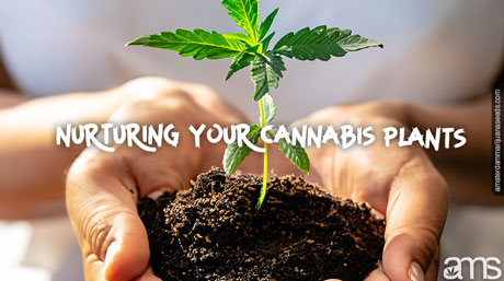 händerna håller en cannabisplanta