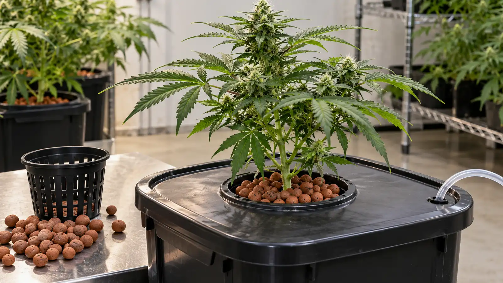 A cannabis plant grows in clay pebbles above a plain hydroponic reservoir.