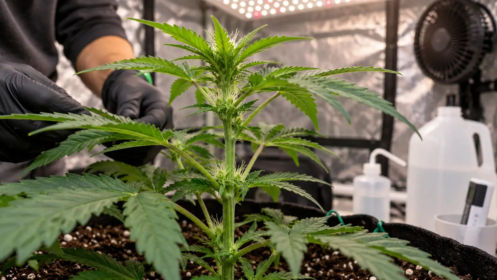 First white pistils appearing at the nodes of a young autoflowering cannabis plant