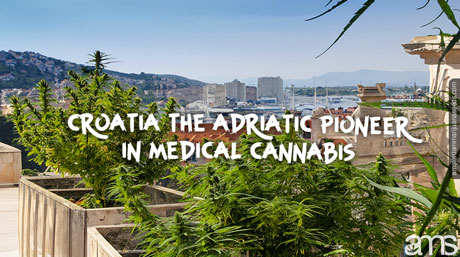 Croatia the Adriatic pioneer in medical cannabis view of Split in Croatia and cannabis plants