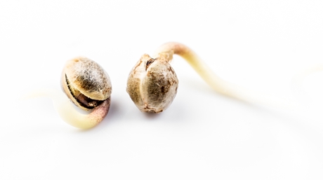 Faire germer des graines de cannabis