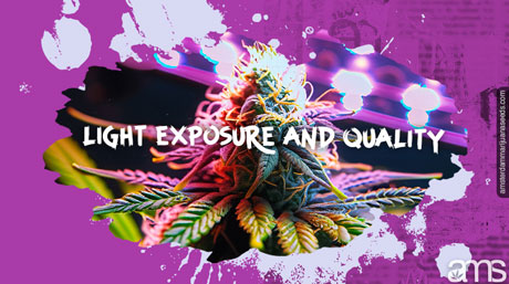 marijuana flower rich in trichomes